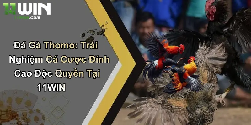 Đá Gà Thomo: Trải Nghiệm Cá Cược Đỉnh Cao Độc Quyền Tại 11WIN