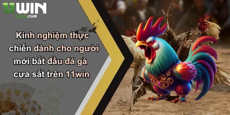 Kinh nghiệm thực chiến dành cho người mới bắt đầu đá gà cựa sắt trên 11win
