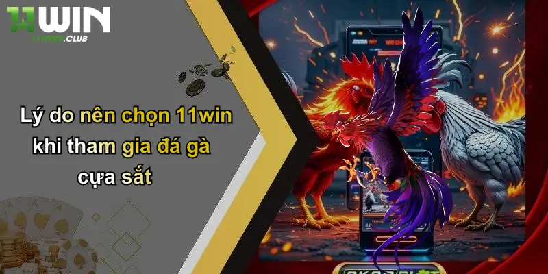 Lý do nên chọn 11win khi tham gia đá gà cựa sắt