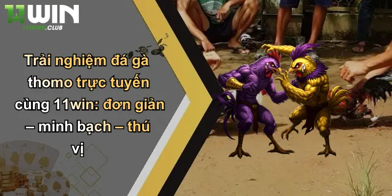 Trải nghiệm đá gà thomo trực tuyến cùng 11win: đơn giản – minh bạch – thú vị